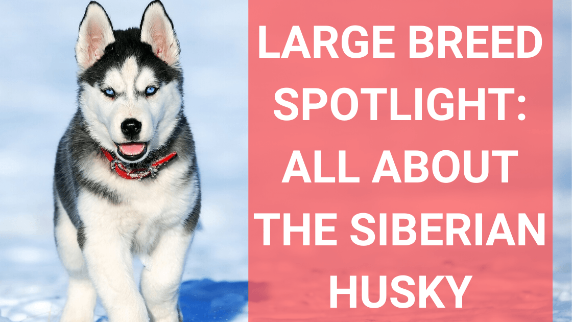 are siberian huskies considered a large breed