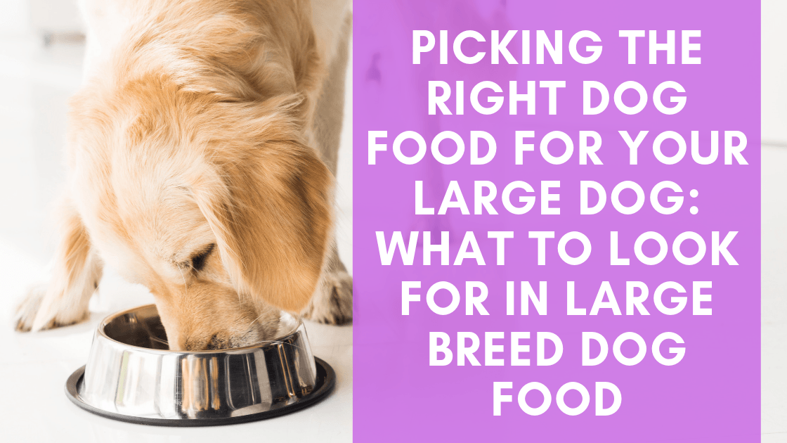 do puppies need large breed food