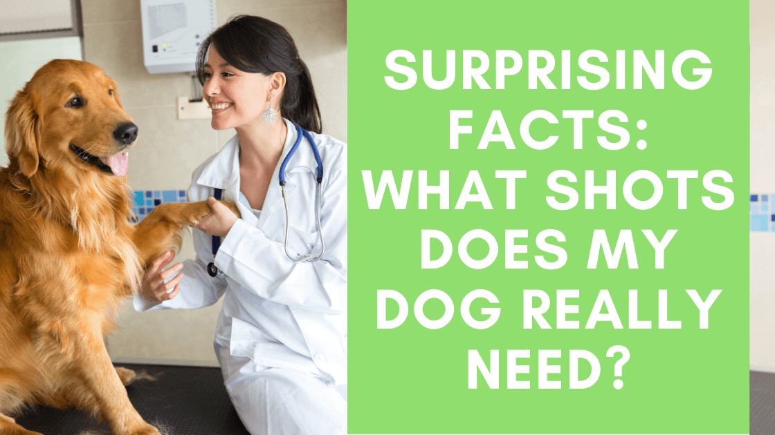 what shots do dogs need and when