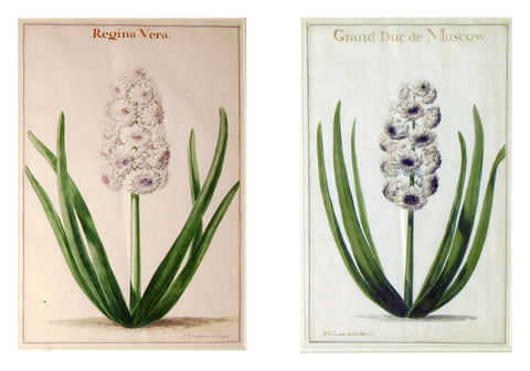 Two van loo watercolors of hyacinth plants.