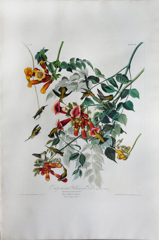 John James Audubon (1785-1851), Plate XLVII Ruby-throated Humming Bird