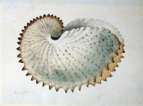 Guyanese Flora (1790-1814), Nautilus