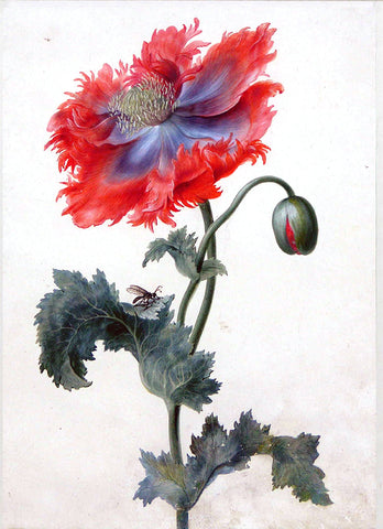 The Circle of Johann Christoph Dietzsch (German, 1710-1769), A Wild Poppy, A Fly on one Leaf