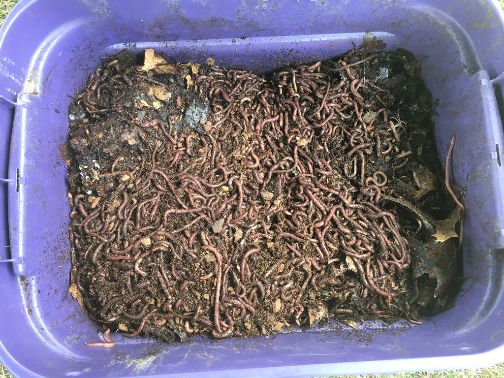 How Many Composting Worms Needed To Start A Worm Bin
