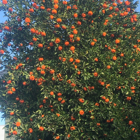 orange tree citrus zizia botanicals the ace of botanicals