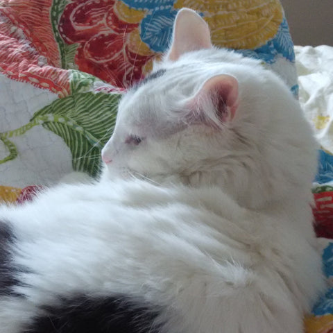 White cat on Layla Quilt