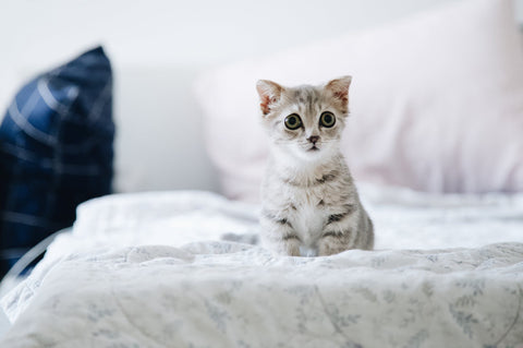 Decor Recommendations - kitten on bedding