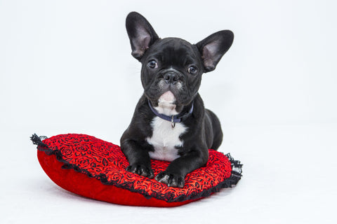 Decor Elements - French Bulldog on pillow