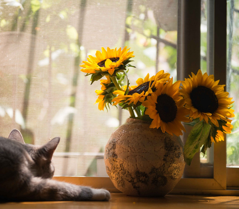 Sunflowers