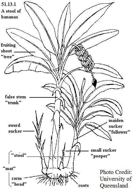 anatomy of a banana plant