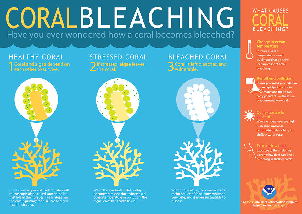 coral bleaching