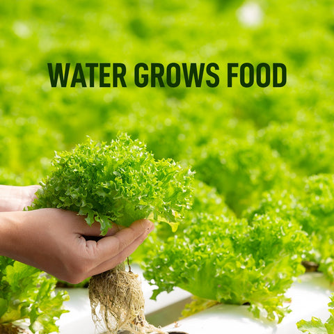 water grows food