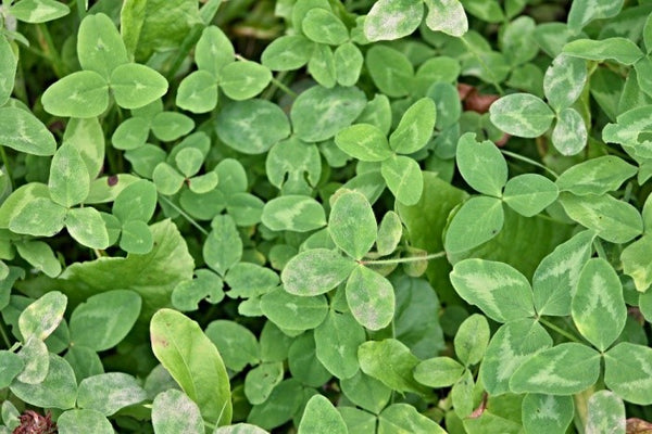 Wild Clover