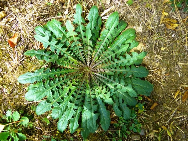 Wild Dandelion