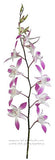 Dendrobium Orchid Caesar White 2 Tone