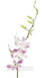 Dendrobium Orchid Miss Teen White 2 Tone