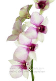 Dendrobium Orchid Pink Sunshine
