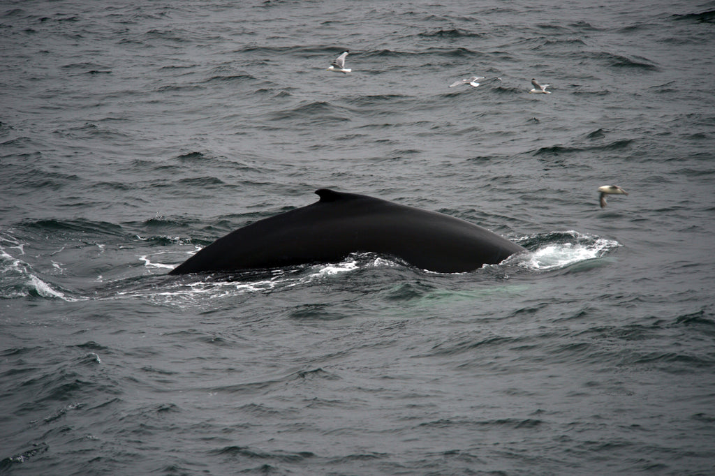 Whales in the Arctic. Cruising up the coast of Norway part 4 for Resolute Boutique.