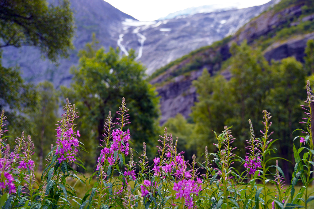 Briksdal Glacier on a cruise up the coast of Norway for Resolute Boutique & Lifestyle