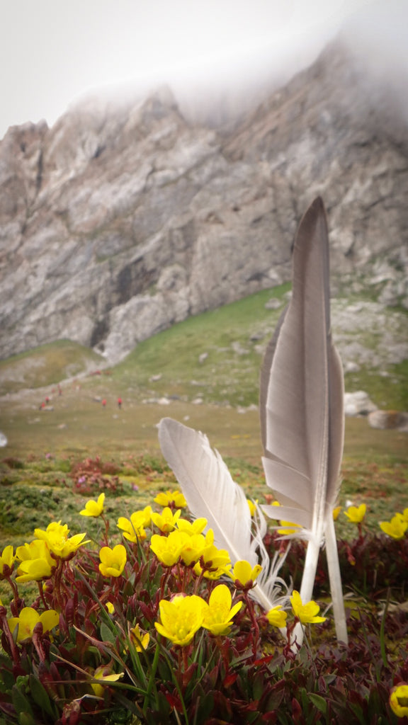 Feathers and flowers on Hornsund Svalbard. Cruising up the coast of Norway part 4 for Resolute Boutique.