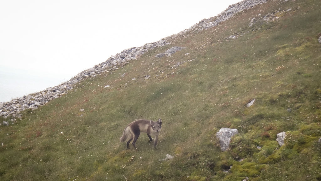 Arctic Fox in Hornsund Svalbard. Cruising up the coast of Norway part 4 for Resolute Boutique.