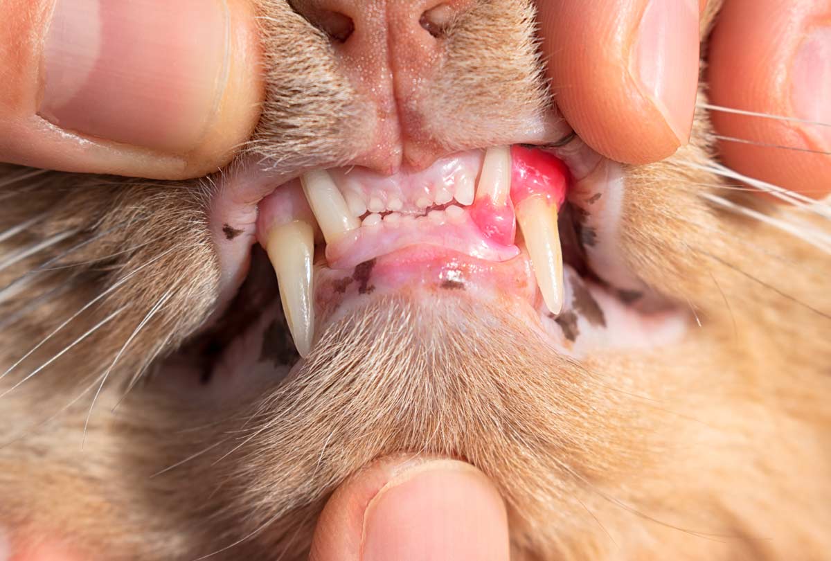 Gingivitis in Cats: What Every Pet Parent Should