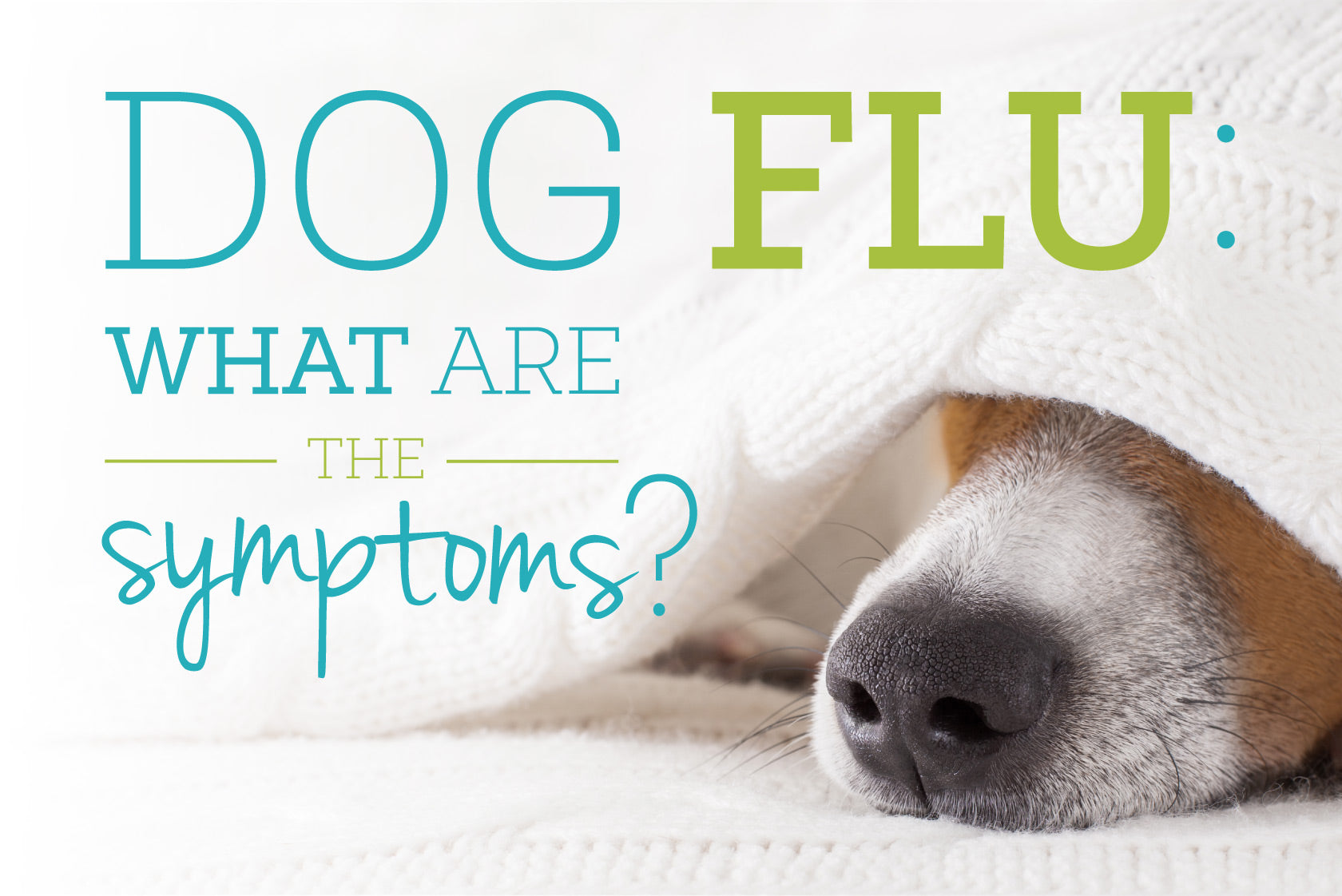 what is the dog flu shot called