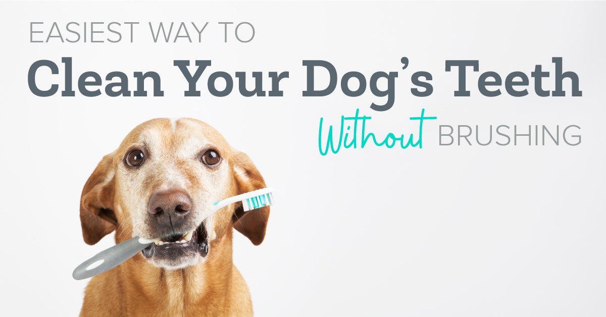 Easiest Way to Clean Your Dog's Teeth Without Brushing