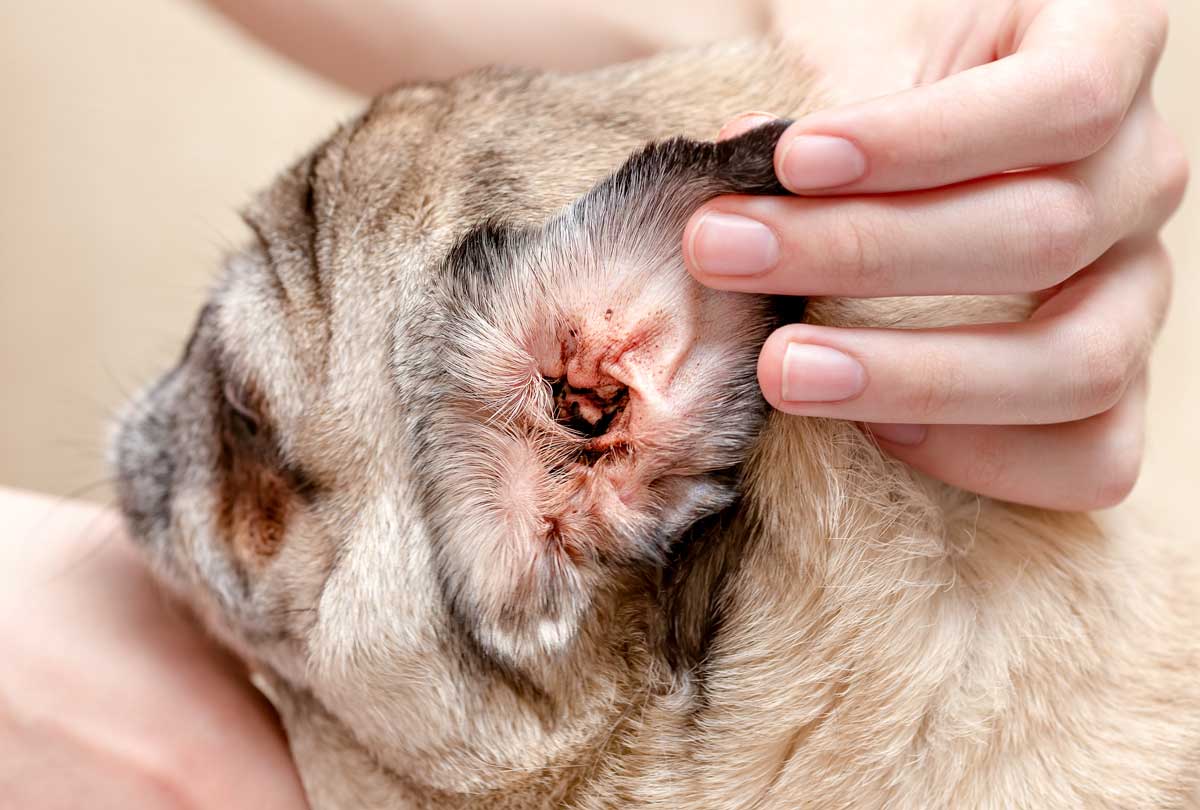 will peroxide kill ear mites in dogs