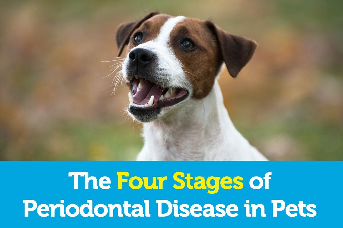 how is gum disease treated in dogs