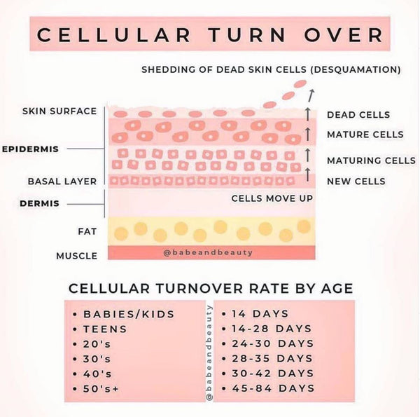 skin cell turnover and how it works