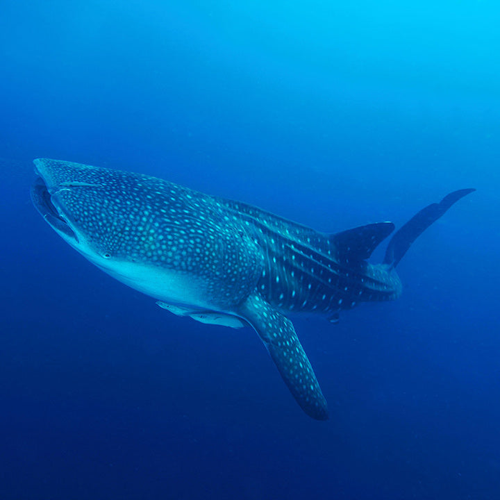 Whale Shark