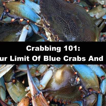 Crabbing 101: Catching Your Limit Of Blue Crabs And Stone Crabs