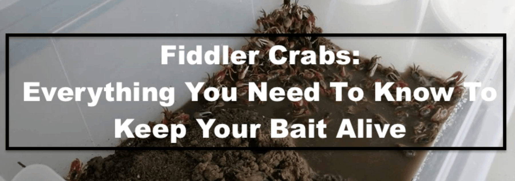 Fiddler Crabs: Everything you need to know to keep your bait alive