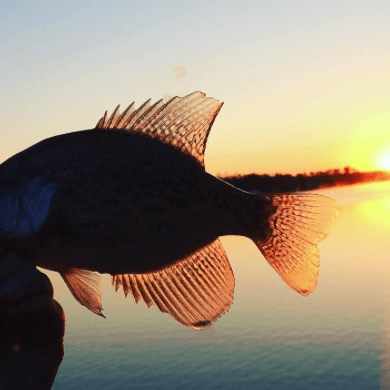 Sunset Crappie from Instagram