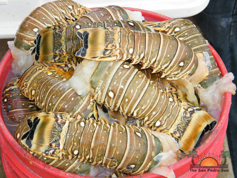 Lobster Tails