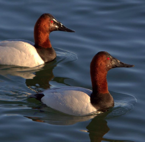 Canvasback Waterfowl