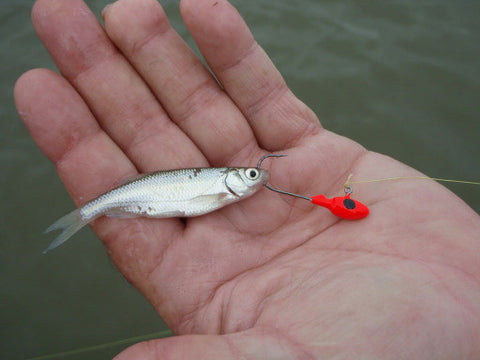 Crappie Live Bait