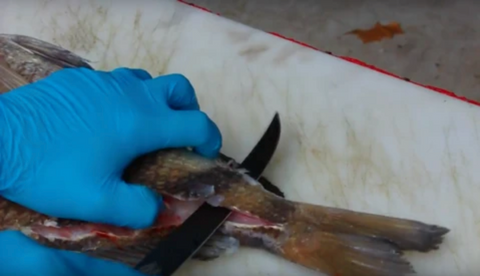 Freeing The Tail Meat From The Sheephead Caracas