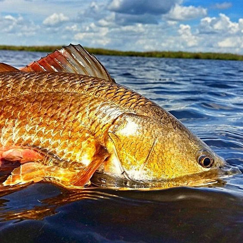 Marsh Creek Fishing For Pumpkin Reds