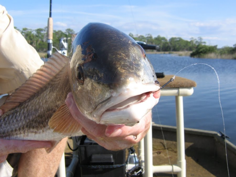 Redfish on Circle Hook