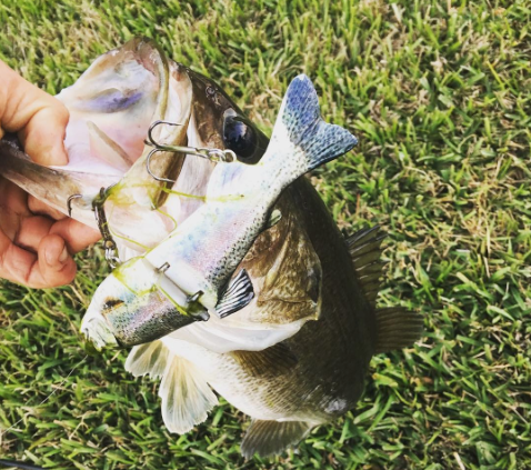 Large Mouth Bass Caught On A Broken Back Trout Glider