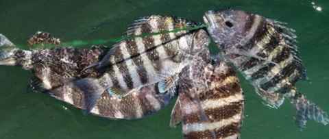 Stringer of sheepshead caught at the jetties