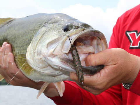 Catching Bass On Wacky Rig 