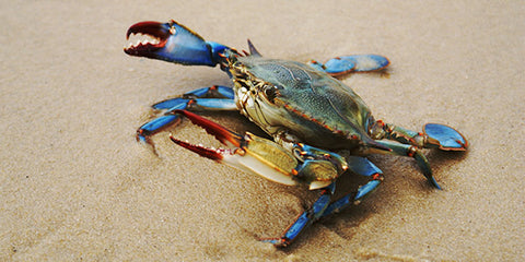 Blue Crab: Easiest crab to target inshore