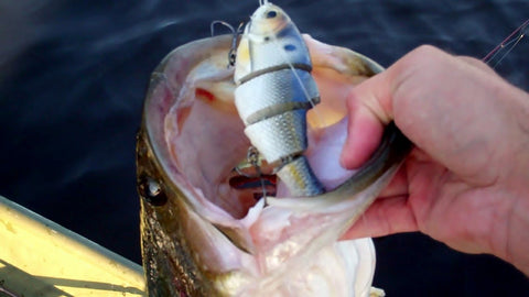 Swimbaits For Big Bass