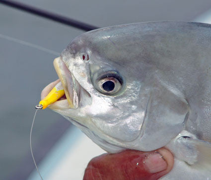 Pompano with Wacky pompano Jig