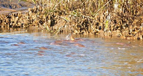 Redfish School in Salt Marsh