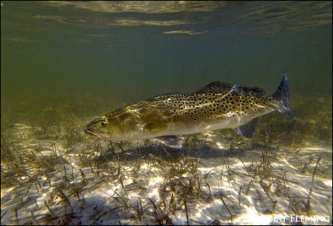 Sea Trout