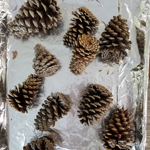 opened pinecones